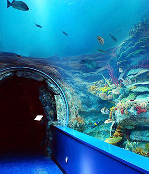 Sharjah -Sharjah Aquarium - pic